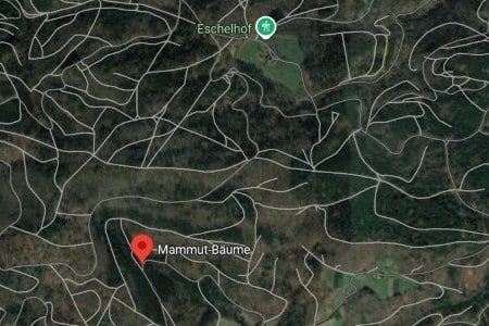 Mammutbäume in Auenwald Regiotipps